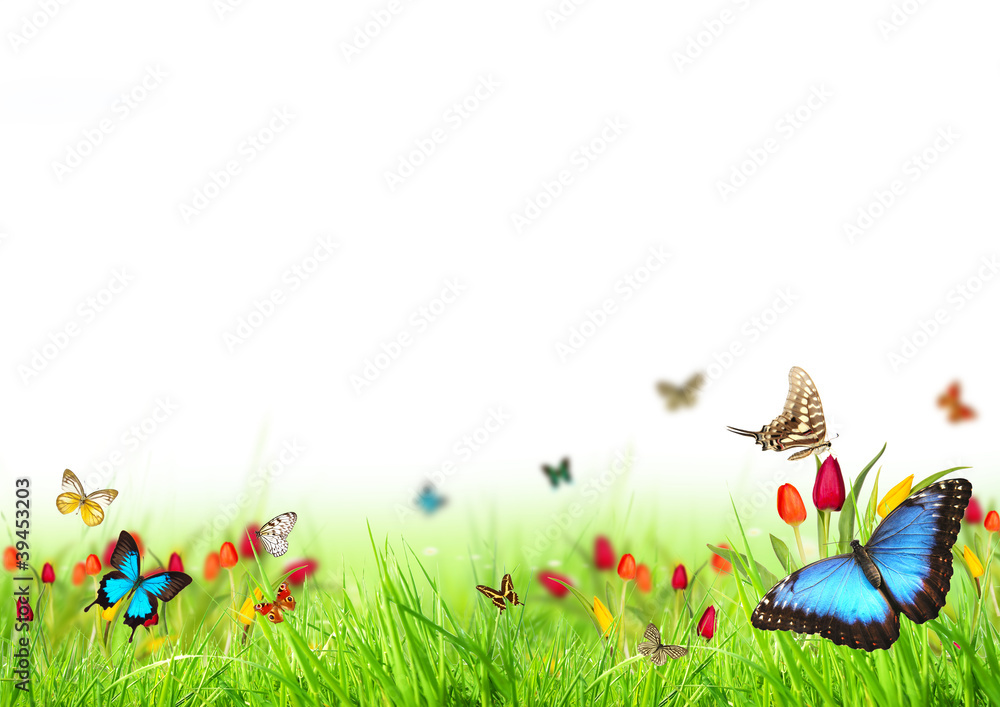 Beautiful spring meadow with butterflies on white background
