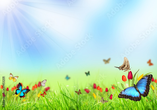Beautiful spring meadow with butterflies