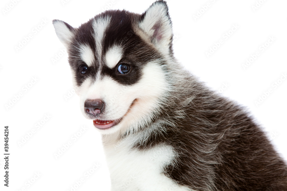 Obraz premium puppy a husky, isolated.