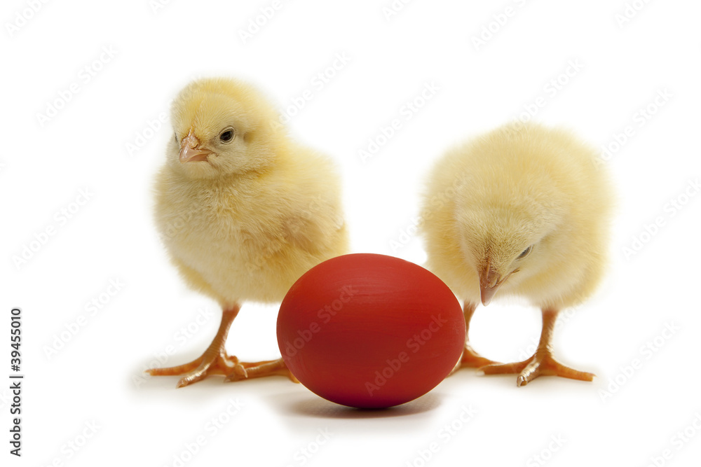 chicken with red egg chicken with red egg