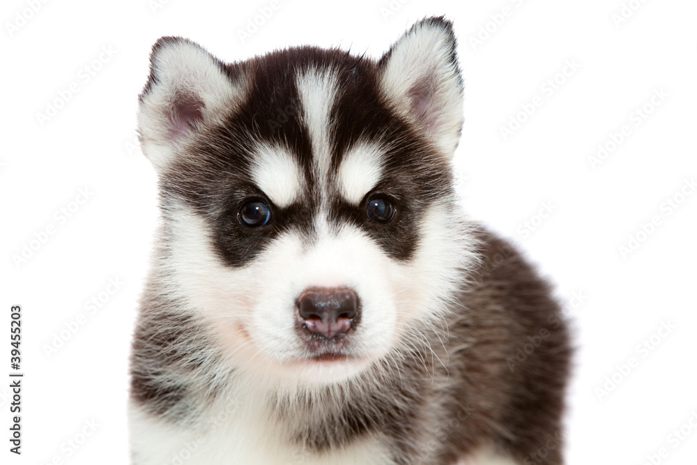 Obraz premium puppy a husky , isolated.