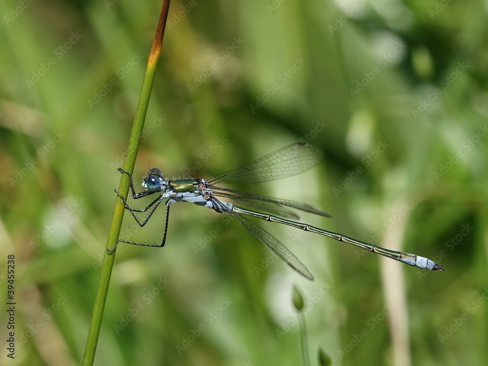 Dragonfly Dragonfly