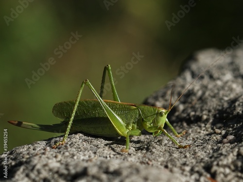 Green grasshopper (Conocephalus fuscus) resting on a stone.