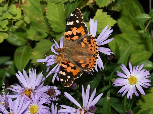Butterfly Painted Lady (Vanessa cardui) drinking from flowers. © kasparv