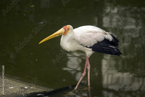 Yellow-billed stork, Kuala Lumpur, Malaysia