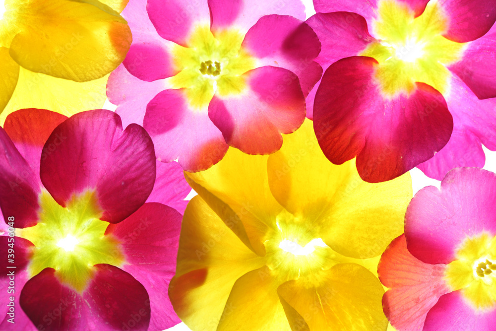 Colorful flower petal closeup