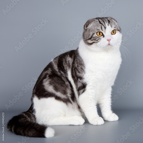Scottish fold on grey background