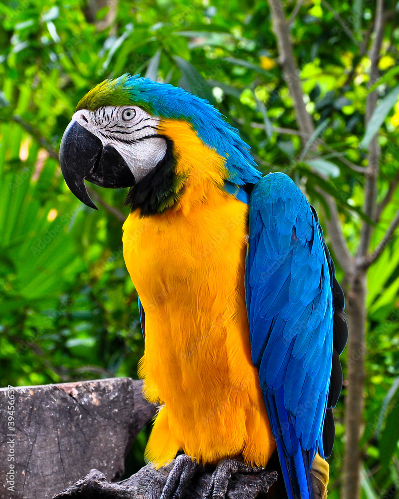 Parrot sitting on a tree