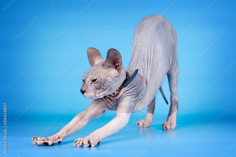 Sphinx on blue background