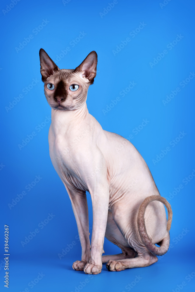 Fototapeta premium Sphinx on blue background