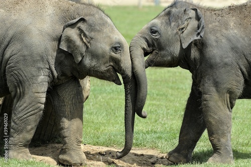 Photography Baby Elephants