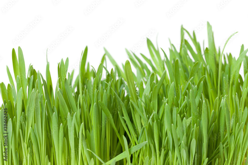 fresh spring green grass isolated on white background fresh spring green grass isolated on white background
