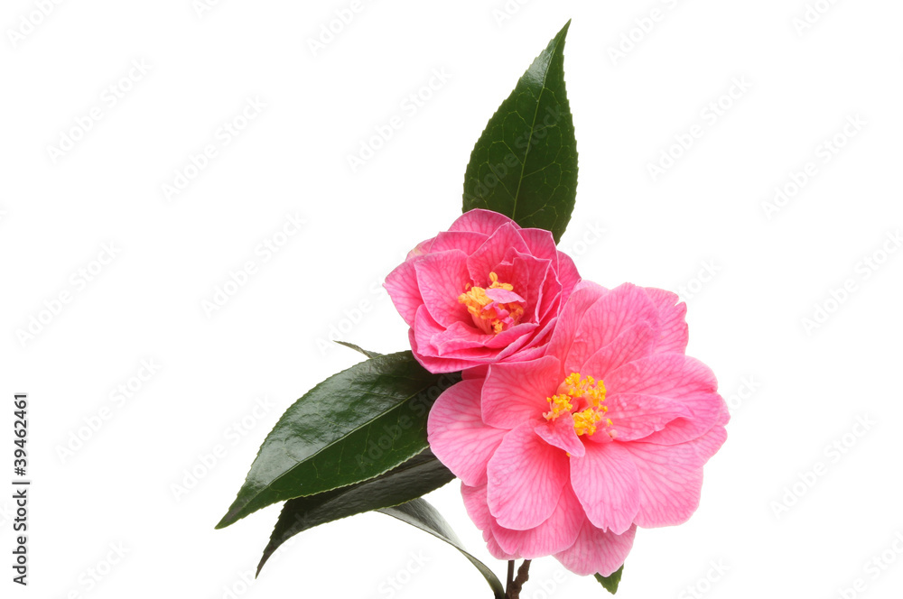 Camellia flowers Camellia flowers