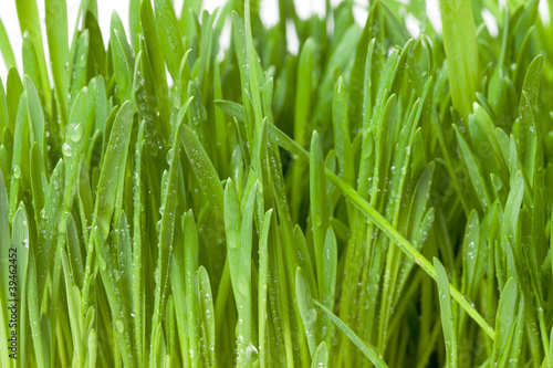 fresh green grass with dew, closeup