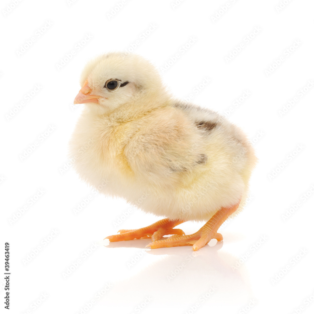 Fototapeta premium Small chicken