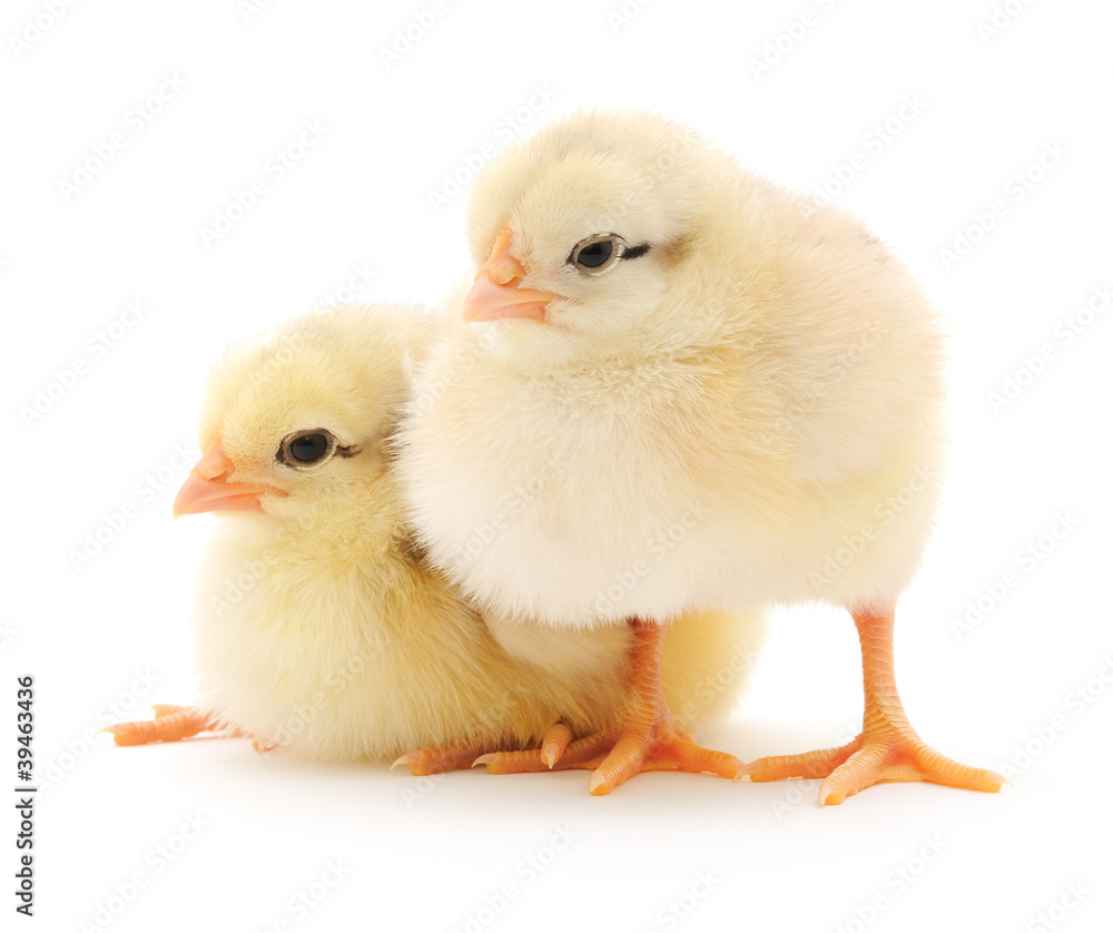 Small chickens Small chickens