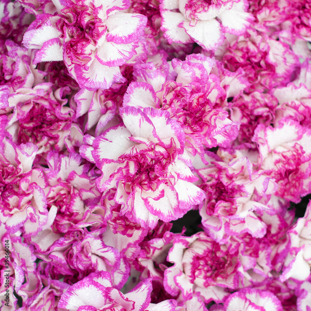 carnation Chabot carnation Chabot