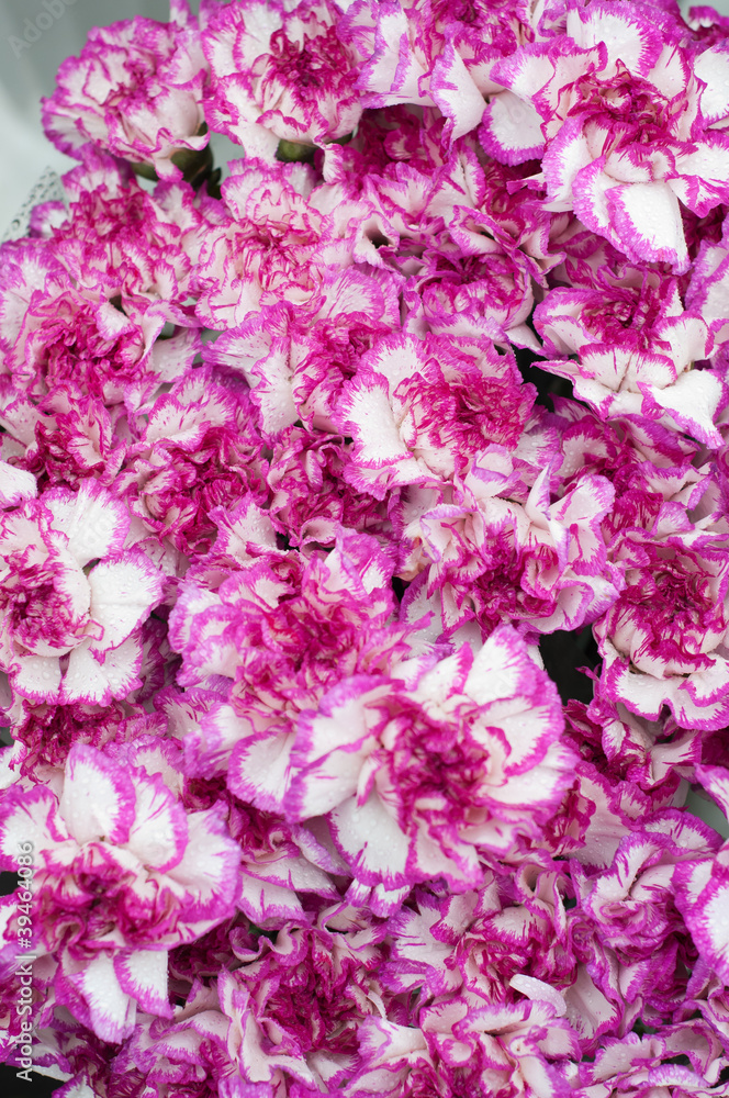 carnation Chabot carnation Chabot