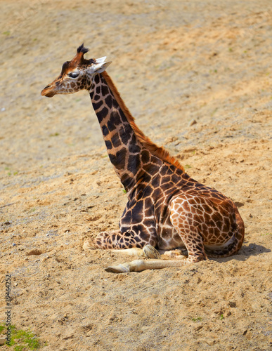 Giraffe