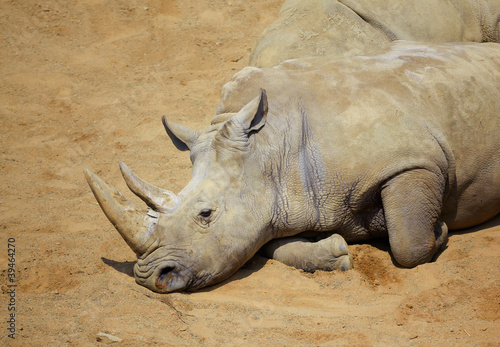 White Rhino resting in the sun