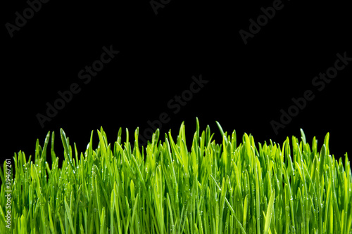Grass on a black background