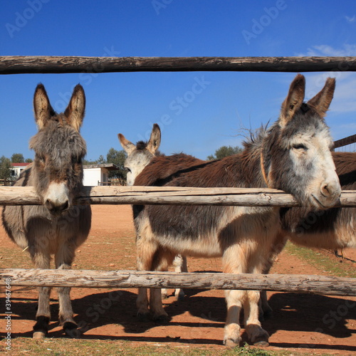 Canvas Print curious donkeys