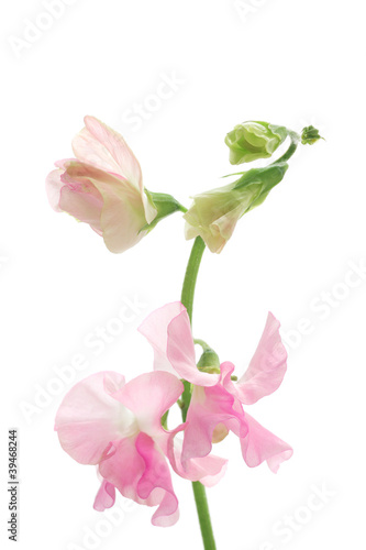 Pink sweet pea isolated on white background