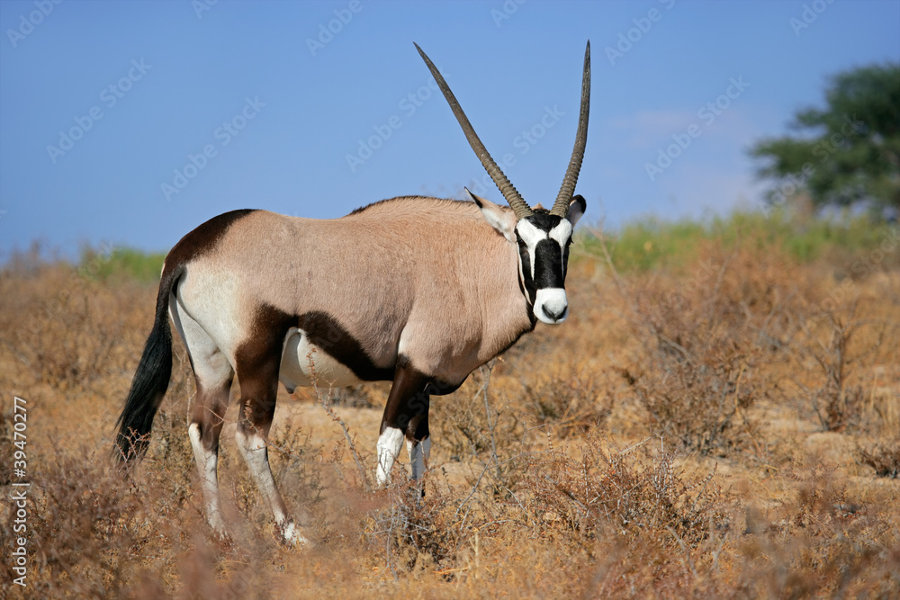 Gemsbok antelope, Kalahari desert, South Africa Gemsbok antelope, Kalahari desert, South Africa