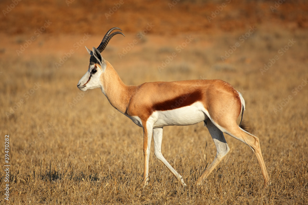 Springbok antelope, Kalahari desert, South Africa Springbok antelope, Kalahari desert, South Africa