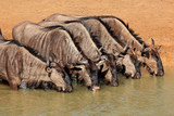 Blue wildebeest drinking, Mkuze, South Africa