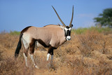 Gemsbok antelope, Kalahari desert, South Africa