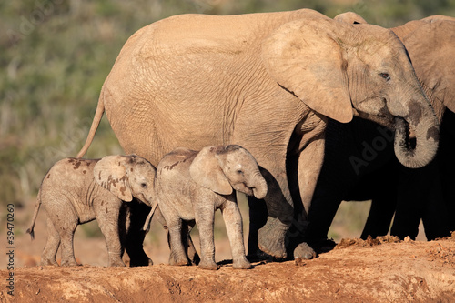 African elephant with calves  South Africa
