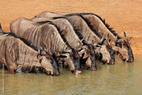 Blue wildebeest drinking, Mkuze, South Africa photo