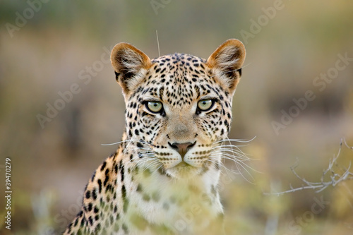Leopard portrait, Kalahari desert, South Africa