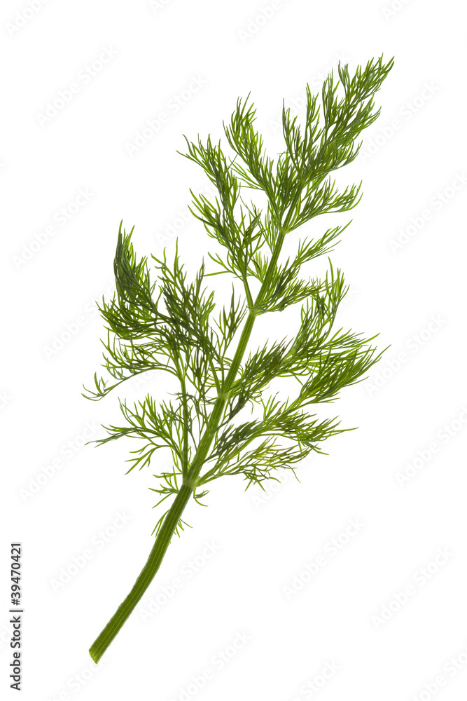 Fototapeta premium Fresh Dill / close-up / isolate on white
