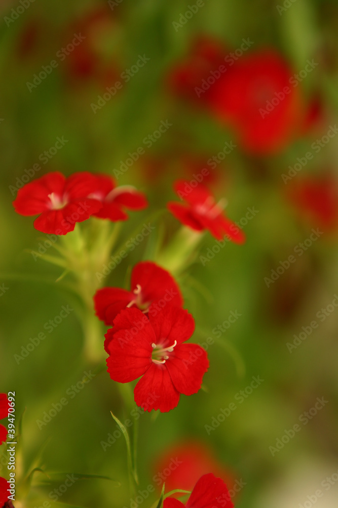 Obraz premium Carnation