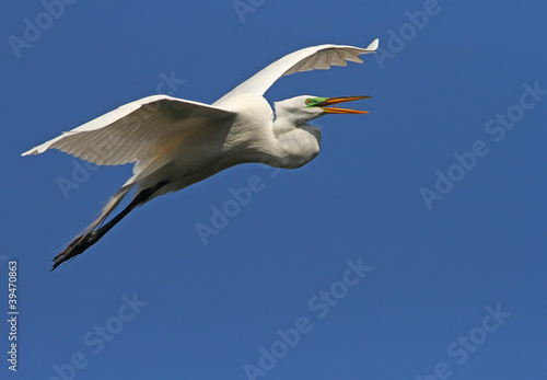 White Florida Egret