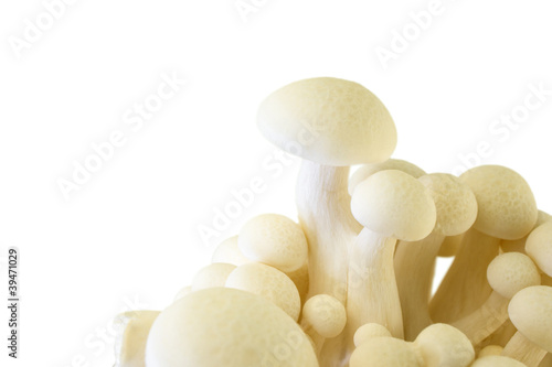 White beech Mushroom (White Shimeji) Hypsizygus Marmoreus