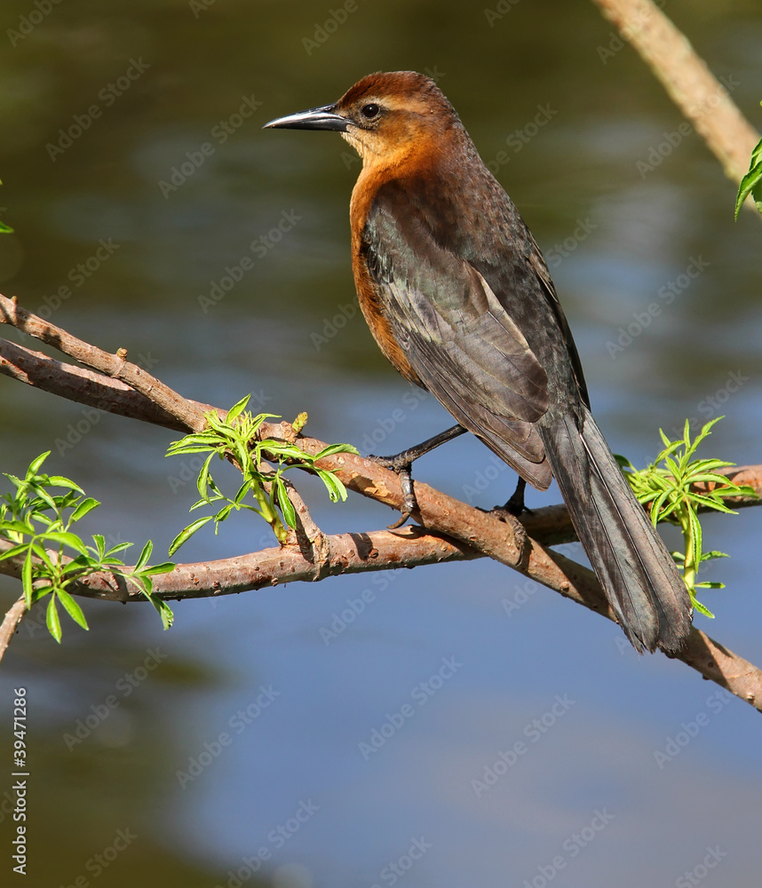 Naklejka premium Brown Grackle Bird