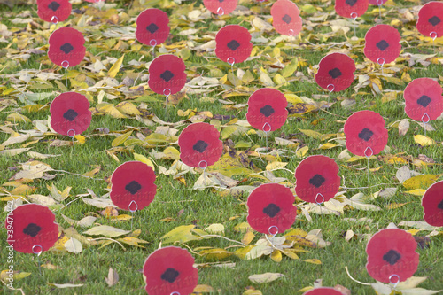 Remembrance 11 November 2011 - Poppies at the Menin Gate photo