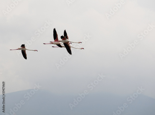 Flamingos in the wild in Calpe