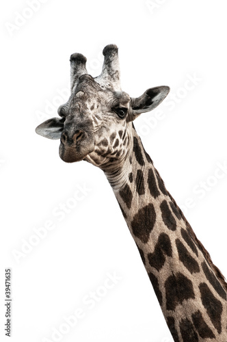 Fototapeta Naklejka Na Ścianę i Meble -  Giraffenporträt