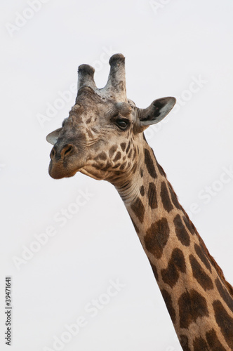 Giraffenporträt © Ginger4711
