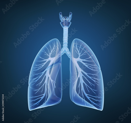 Human lungs and bronchi in x-ray view photo