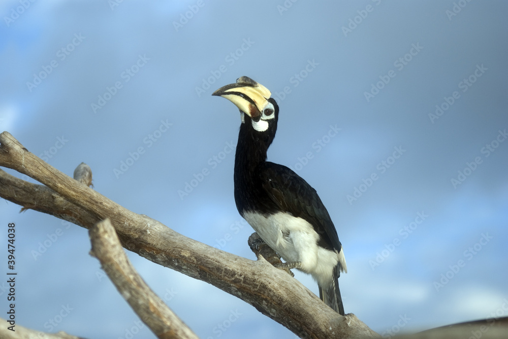 Obraz premium Great hornbill, Pulau Pangkor, Malaysia