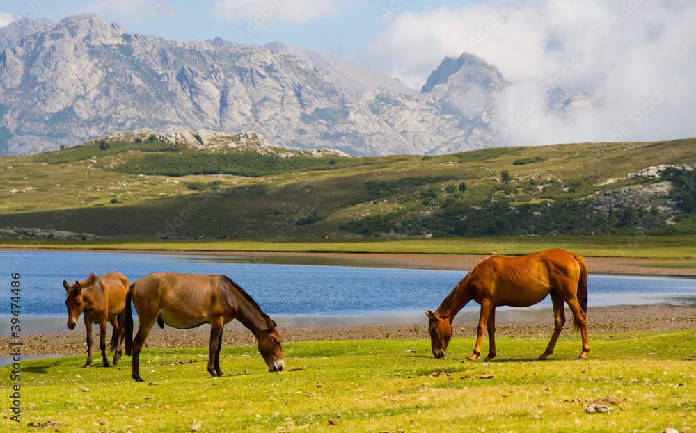 Fototapeta premium Chevaux du Lac de Nino