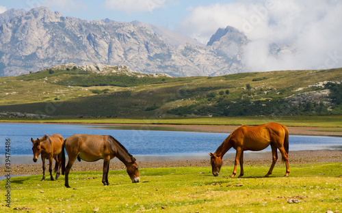 Chevaux du Lac de Nino