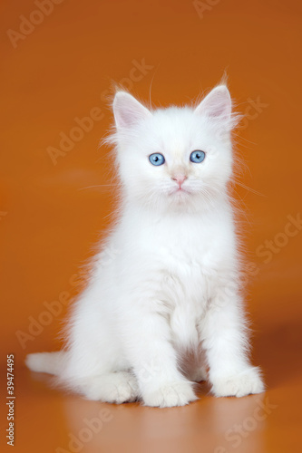 Siberian kitten on orange background