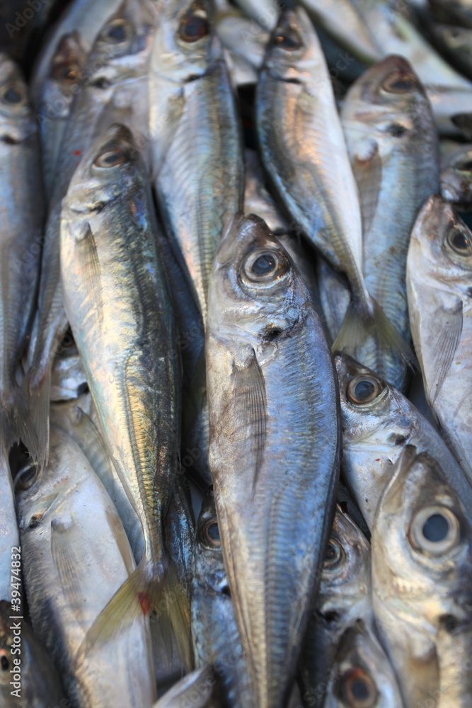 Obraz premium Fisch 66
