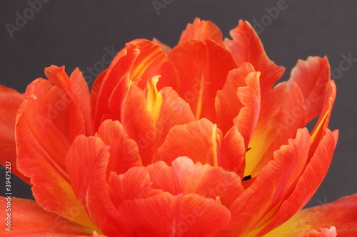 Canvas Print Tulip